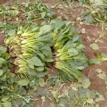 黑苗菠菜