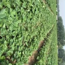 天仙醉假植苗基地直发包技术指导火热预定中