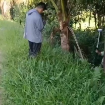 土地入股合作或出售
