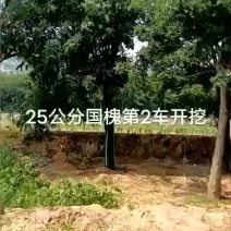 20公分国槐25公分30公分40国槐可视频看树随便挑选