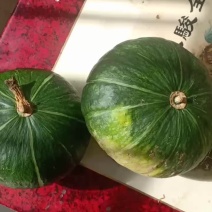 贝贝南瓜大量共应连系
