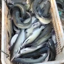 叉尾