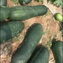 黑皮地东瓜大量上市产地直采代发全国市场品质保证