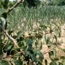 红星梨己开始收购需要的联系