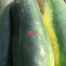 黑皮地冬瓜大量上市产地直采品质保证信誉第一代发全国