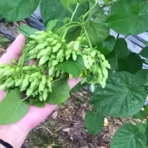 半野蔬菜夜香花