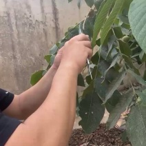 常年批发各种文玩核桃。