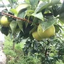 四川巴中翠冠梨黄金梨