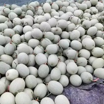 北纬三十七度，网纹瓜软糯香甜，营养丰富，适合各种人群