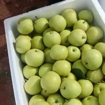 云南丽江夏雪梨武装起来