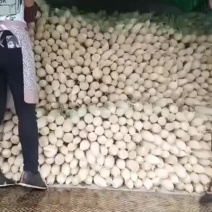 山地白萝卜