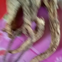 白头翁
