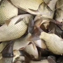 精品黄金鲫鱼苗