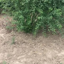 丛生榆叶梅