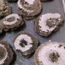 蜂蛹