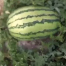 宁夏正宗硒砂瓜