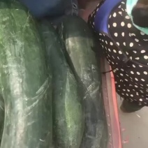 黑皮地冬瓜条形好耐运输产地直销