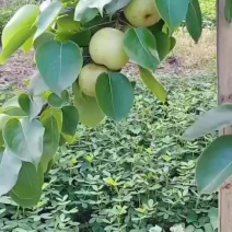 正宗台湾水晶梨