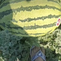 金城五号，金花一号，皮薄肉甜。让你放心，舒心，安心，，