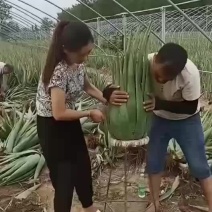 库拉索芦荟基地