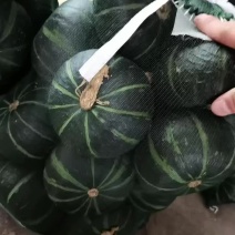 精品贝贝南瓜