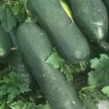 黑皮地冬瓜条形好质量保正基地直发价格美丽