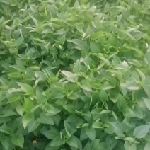 空心菜