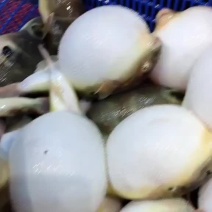 河豚鱼