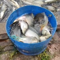 鲤鱼