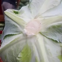好货京丰一号遍包大量上市