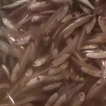 图片仅供参考！商品种类一看视频为准！