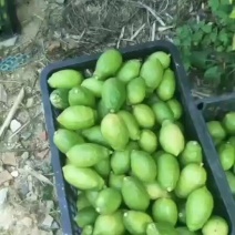 自种自销