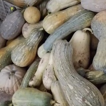老南瓜