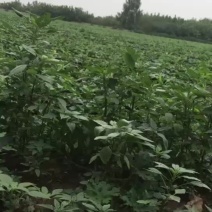 黑皮地冬瓜大量上市条形好耐运输价格优