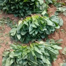 黑苗菠菜