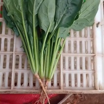 小黑苗菠菜