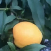 北京平谷大桃黄金澳油