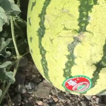 旱地金花一号以大量上市