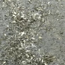 鲤鱼苗