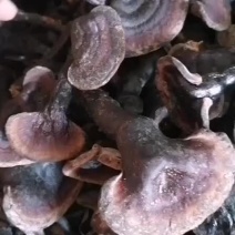 小紫灵芝批发看上的联系我