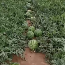 西瓜
