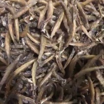 现炸泥鳅干/香脆美味泥鳅干/回头率超高泥鳅