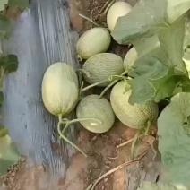 小蜜25号