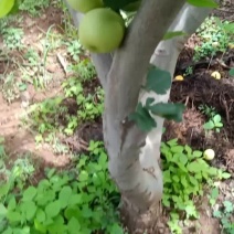 云南丽江夏雪梨又脆又甜