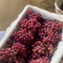 克伦生葡萄