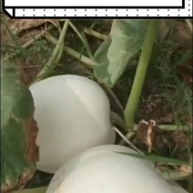 白南瓜包饺子包包子专用