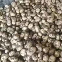 本地土豆大量下来了有用的快点来吧。价格非常美丽
