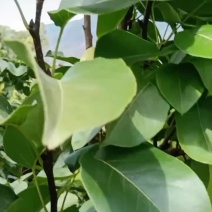 云南丽江夏雪梨又甜又化渣