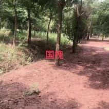 国槐