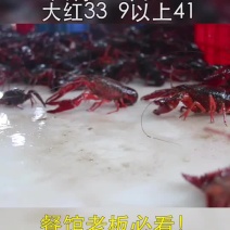 洪湖深水湖虾，底板干净
